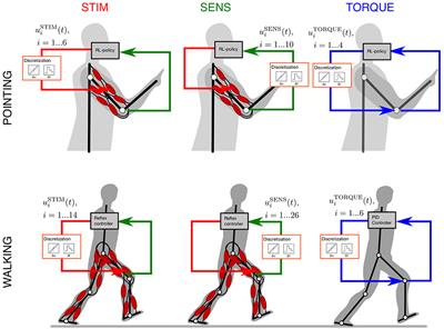Muscles Reduce Neuronal Information Load: Quantification of Control Effort in Biological vs. Robotic Pointing and Walking